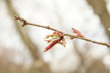 吉野・中千本の桜