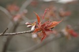 吉野・中千本の桜