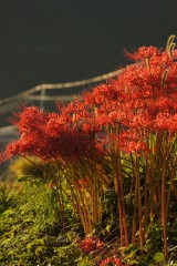 彼岸花・曼珠沙華12