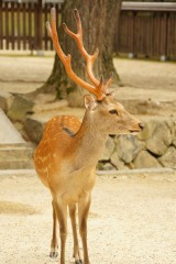 奈良の鹿・側面4