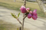 明日香村・石舞台周辺の桜