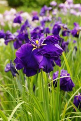ショウブ 花・紫1
