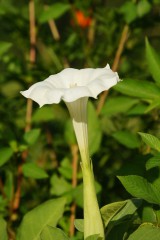 チョウセンアサガオ 花・側面