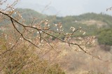 吉野・中千本の桜