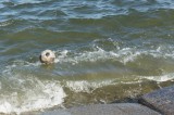 サッカーボールが漂着した海岸1