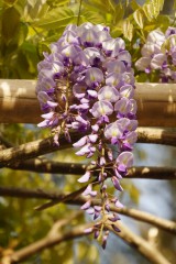 奈良公園付近の藤・花（一房アップ）