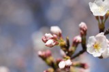 明日香村・石舞台の桜20