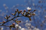 明日香村・石舞台の桜21