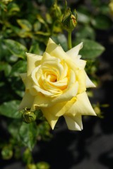 バラの花（万博公園）・黄色4