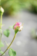 薔薇のつぼみ・ひとつ