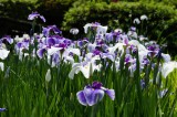 ショウブ 花・紫と白7