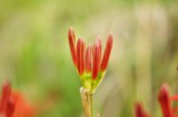 彼岸花・曼珠沙華 つぼみ1