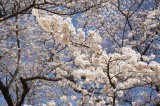 明日香村・甘樫丘展望台の桜