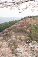 吉野・下千本の桜（4/15）