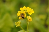 菜の花 写真素材