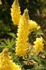 ルピナスの花・黄色1