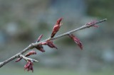 吉野・中千本の桜