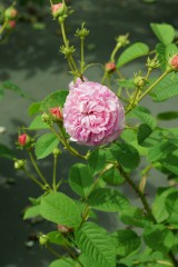 バラの花・ピンク5