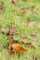 芝生と落葉2