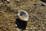 海岸に打ち上げられた貝殻4