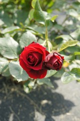 バラの花（万博公園）・紅6
