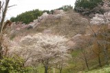 吉野・上千本の桜（4/15）