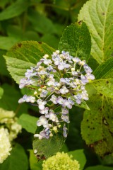 アジサイの花・青・薄紫7