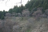 吉野・上千本の桜