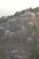 吉野・下千本の桜