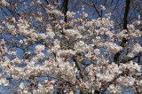 明日香村・石舞台の桜28