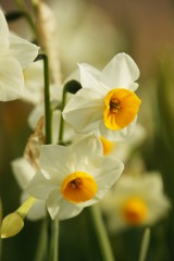 水仙 アップ 花 横から