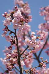 大阪・富田林市の桜