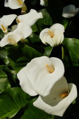 カラーの花（仏炎苞）・白3