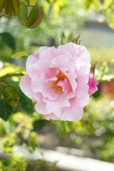 バラの花（万博公園）・ピンク3
