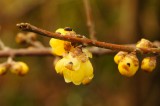 ロウバイ(蝋梅)の花とつぼみ