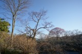 吉野の桜の木