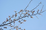 吉野の桜のつぼみ