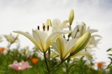 ユリ 花とつぼみ・白3