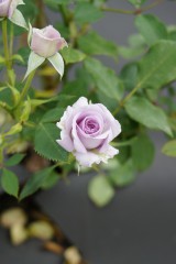 バラの花・薄紫3