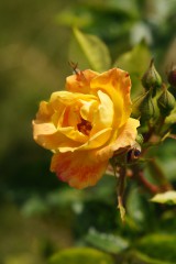 バラの花（万博公園）・赤と黄色6