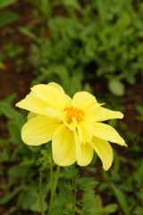 ダリアの花・黄色1
