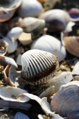 海岸に打ち上げられた貝殻1