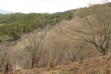 吉野・上千本付近の桜