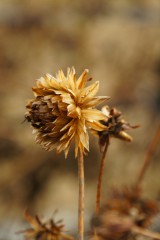 枯れたダリアの花