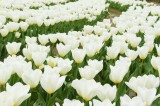 チューリップ（白）の花畑2