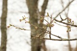 吉野・上千本の桜