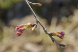 吉野・桜のつぼみ