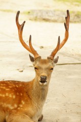 奈良の鹿・正面3