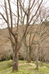 吉野・中千本の桜