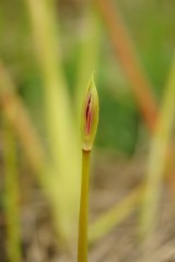 彼岸花・曼珠沙華 つぼみ2